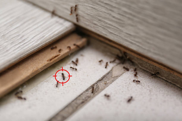 Best Pest Control Near Me  in Kingsford, MI