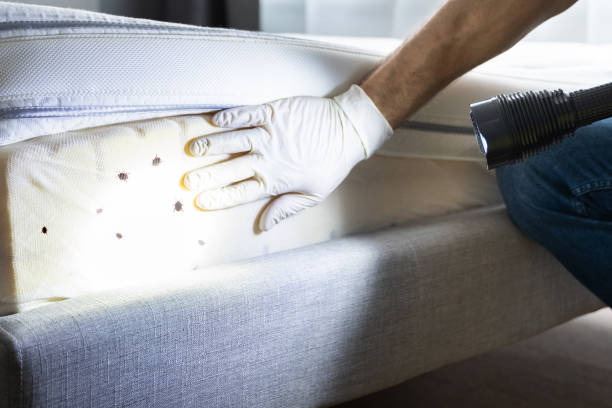 Best Affordable Pest Control Services  in Kingsford, MI
