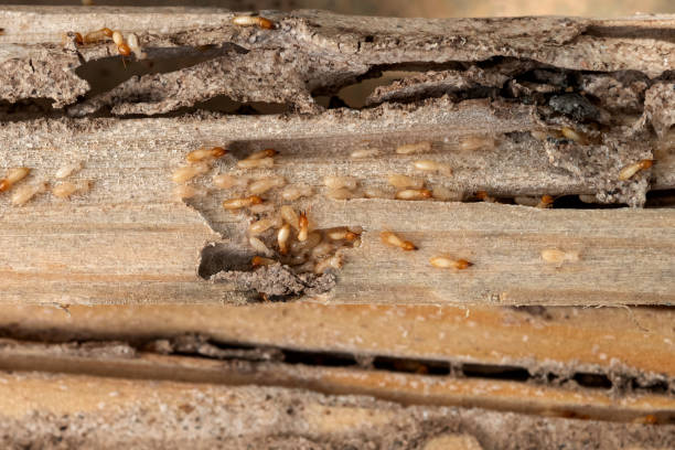Best Cockroach Control Services  in Kingsford, MI